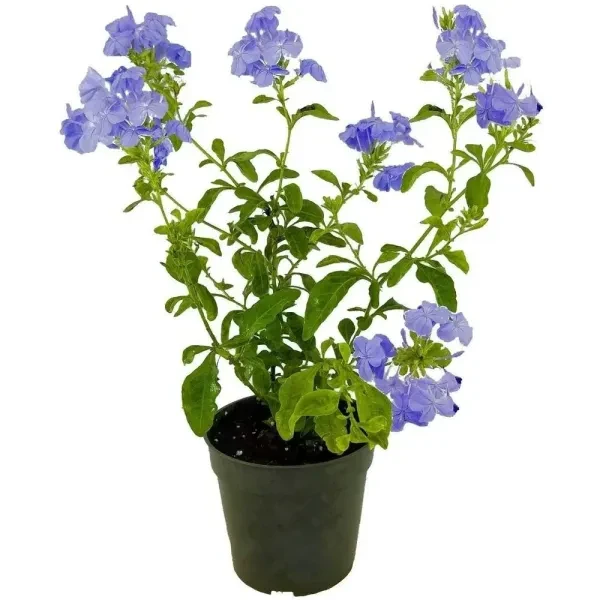 Blue Plumbago Plant - image 2