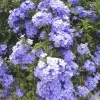 Blue Plumbago Plant - image 3