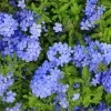 Blue Plumbago Plant - image 4