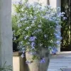 Blue Plumbago Plant - image 5