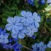 Blue Plumbago Plant - image 6