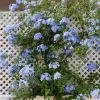 Blue Plumbago Plant - image 7