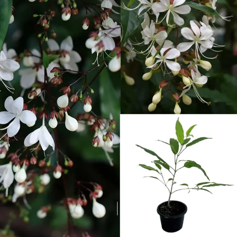 Chain Of Glory Plant