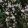 Chain Of Glory Plant - image 2