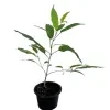 Chain Of Glory Plant - image 3