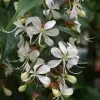 Chain Of Glory Plant - image 4