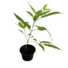 Chain Of Glory Plant - image 5