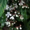 Chain Of Glory Plant - image 6