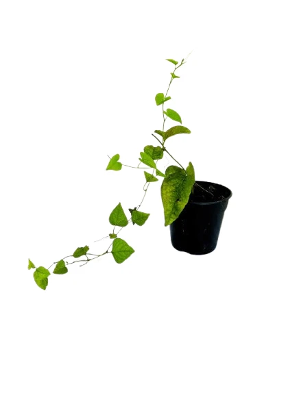 Coral Vine Pink Plant - image 2
