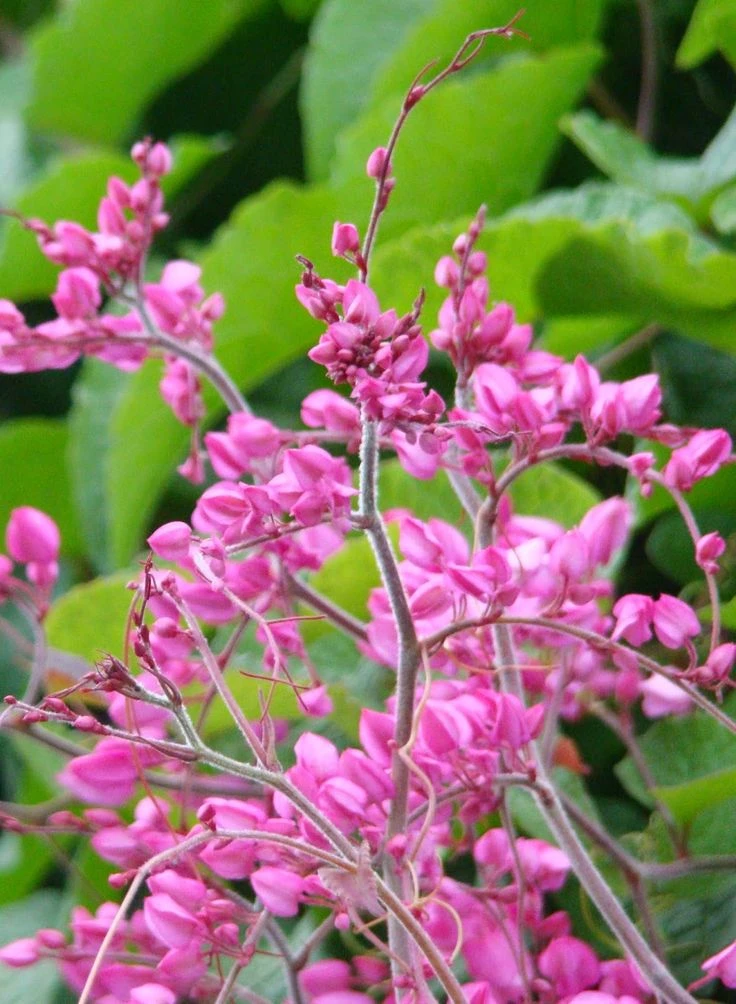 Coral Vine Pink Plant - image 3