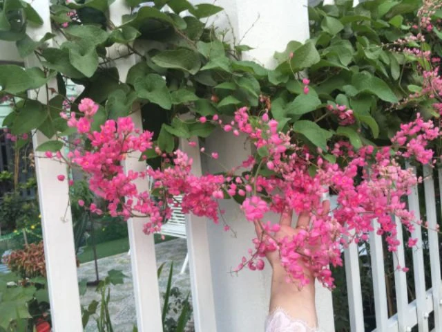 Coral Vine Pink Plant - image 4