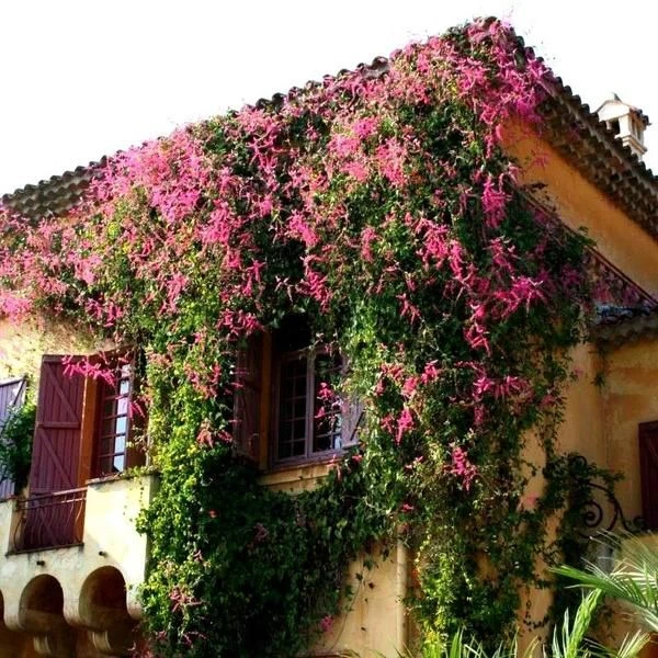 Coral Vine Pink Plant - image 6