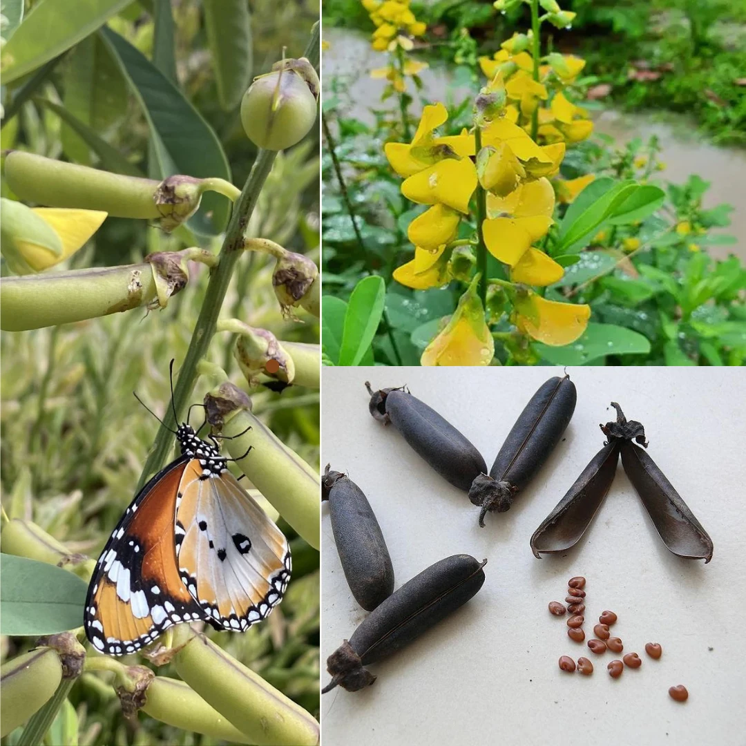 අඩනහිරියා/Butterfly plant seeds 30 seeds pack