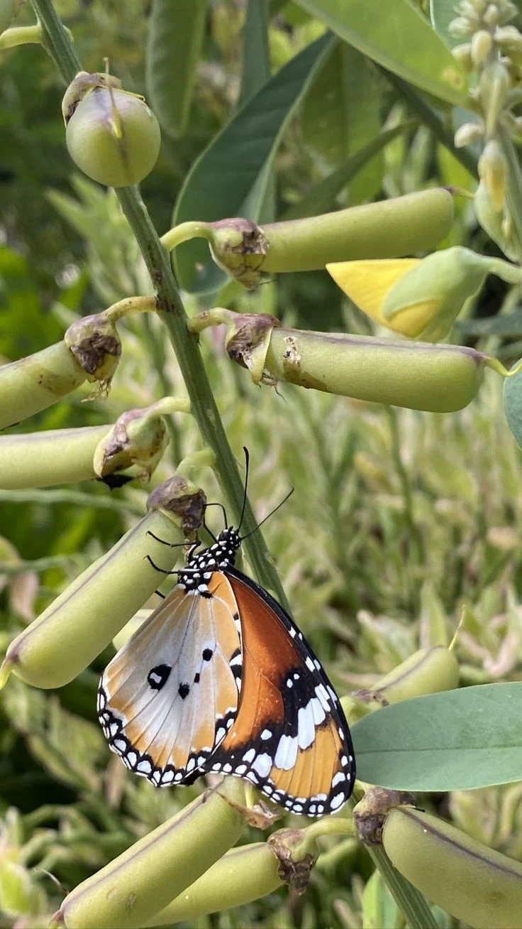 අඩනහිරියා/Butterfly plant seeds 30 seeds pack - image 2
