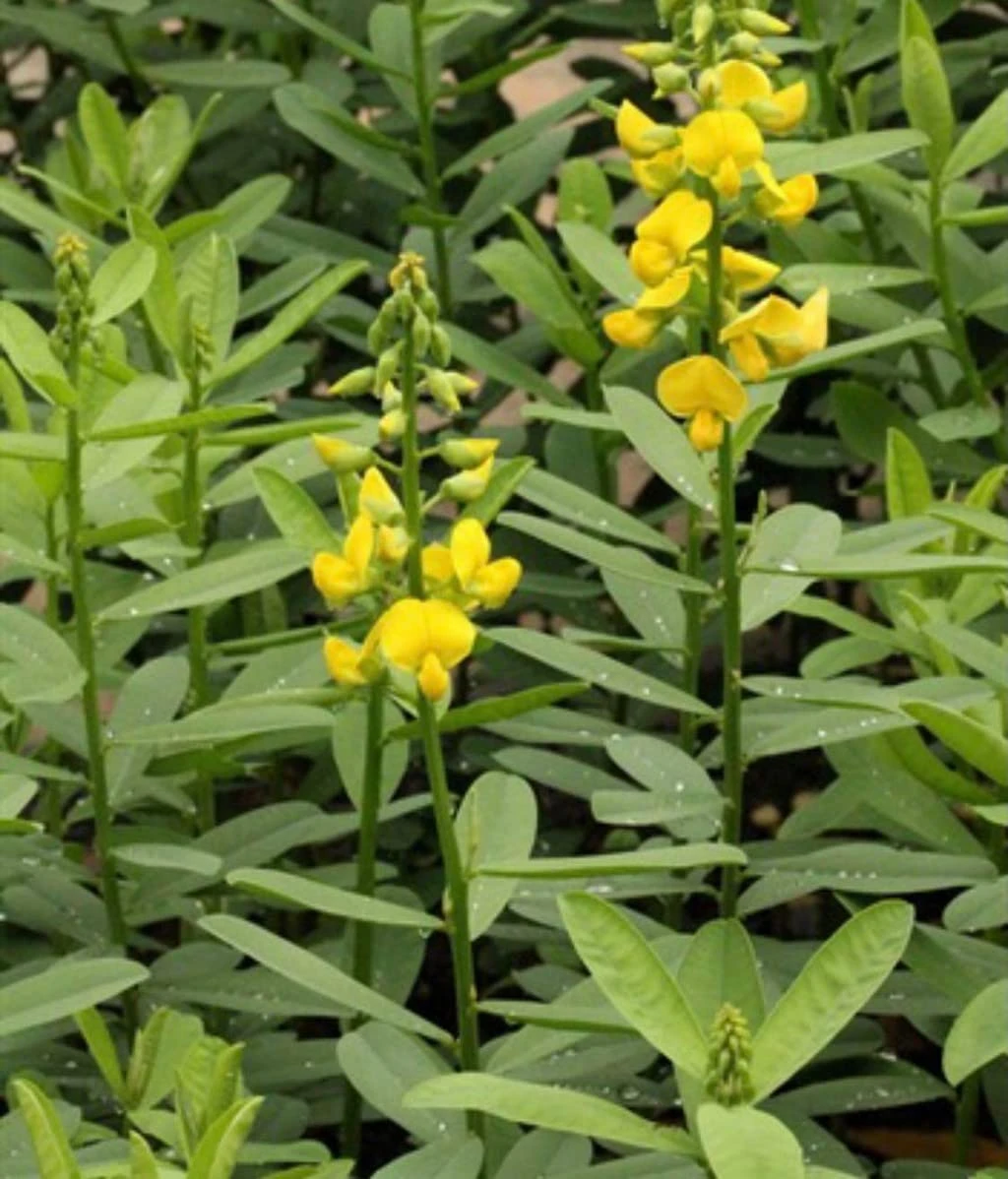අඩනහිරියා/Butterfly plant seeds 30 seeds pack - image 3