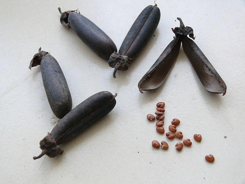 අඩනහිරියා/Butterfly plant seeds 30 seeds pack - image 4