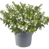 Cuphea Plant (white) - image 2