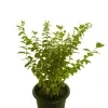 Cuphea Plant (white) - image 3