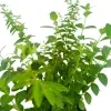 Cuphea Plant (white) - image 4