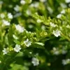 Cuphea Plant (white) - image 5