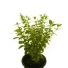 Cuphea Plant (white) - image 6