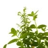 Cuphea Plant (white) - image 7