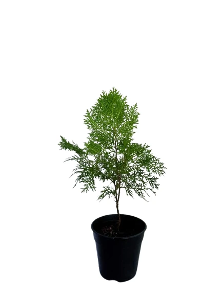 Cypress plant - image 2