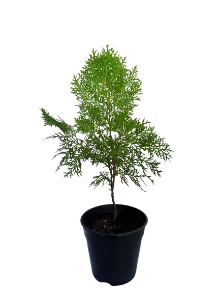Cypress plant - image 3