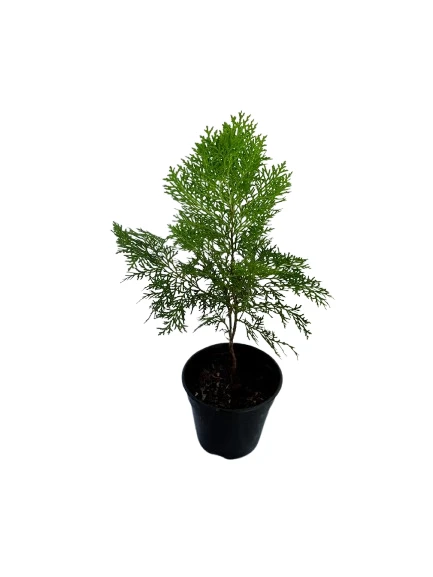 Cypress plant - image 4