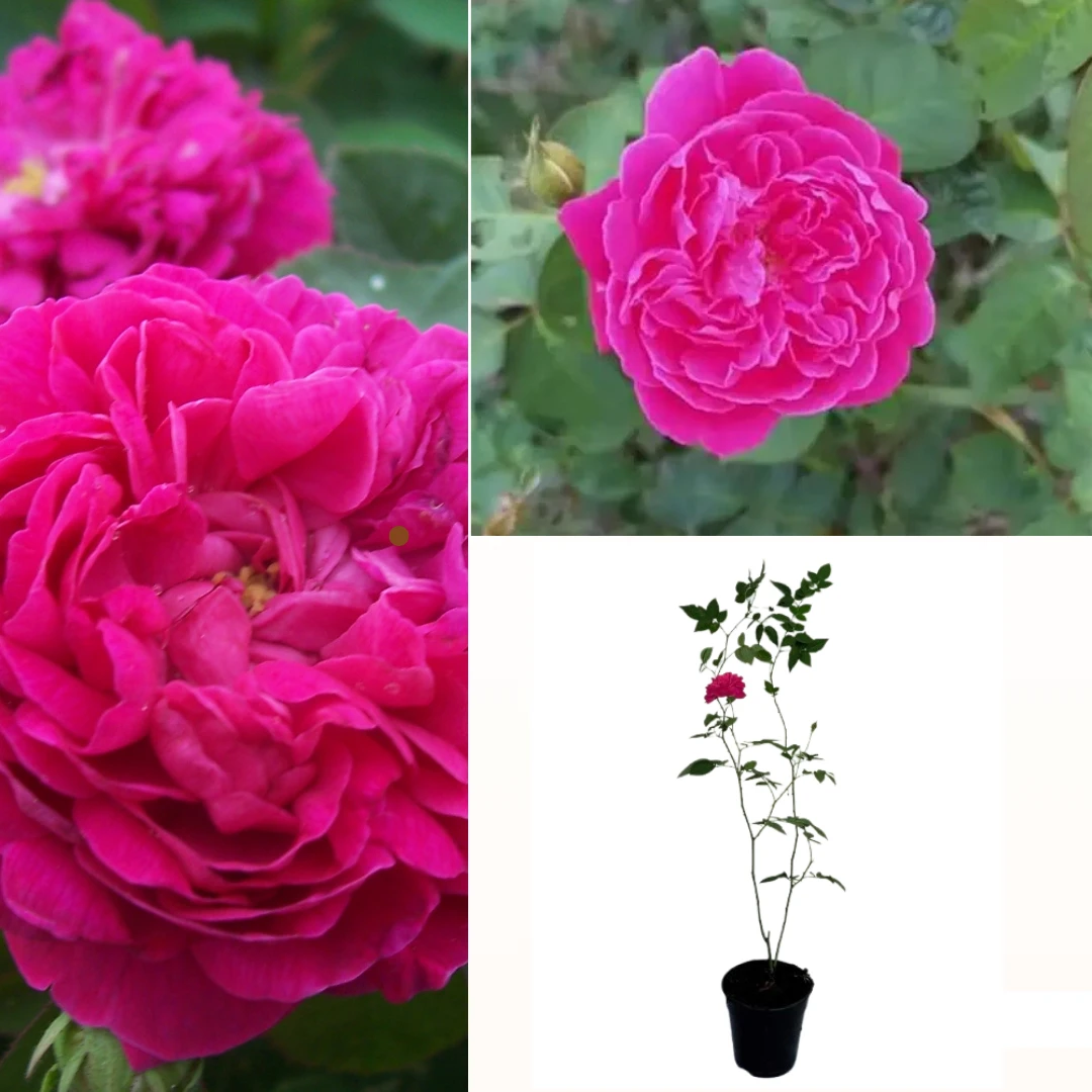 Damsak rose - Nelum rose plant