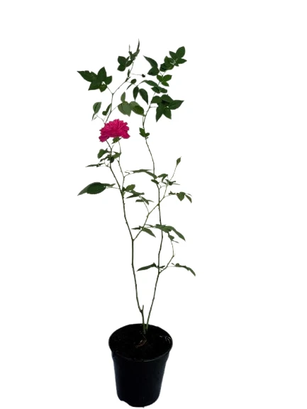 Damsak rose - Nelum rose plant - image 2