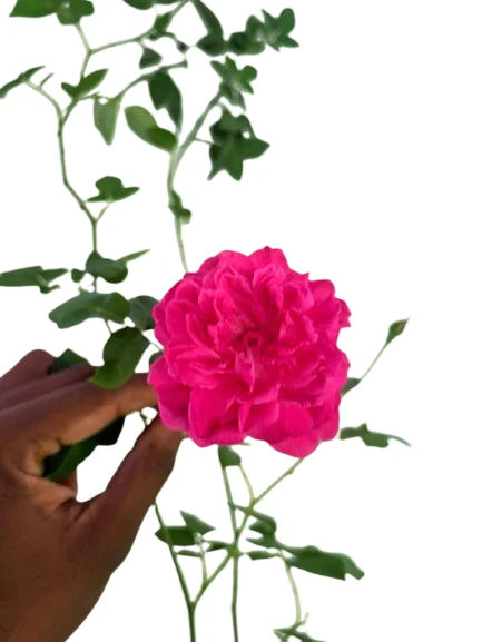 Damsak rose - Nelum rose plant - image 3