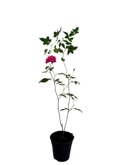 Damsak rose - Nelum rose plant - image 4