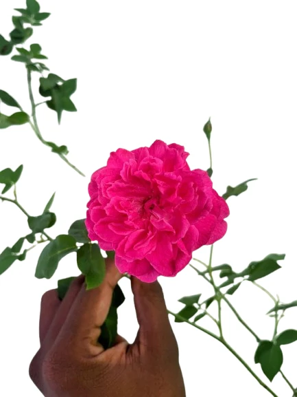 Damsak rose - Nelum rose plant - image 5