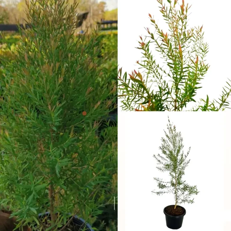 Dewadara Plant