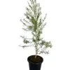 Dewadara Plant - image 2