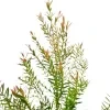 Dewadara Plant - image 3