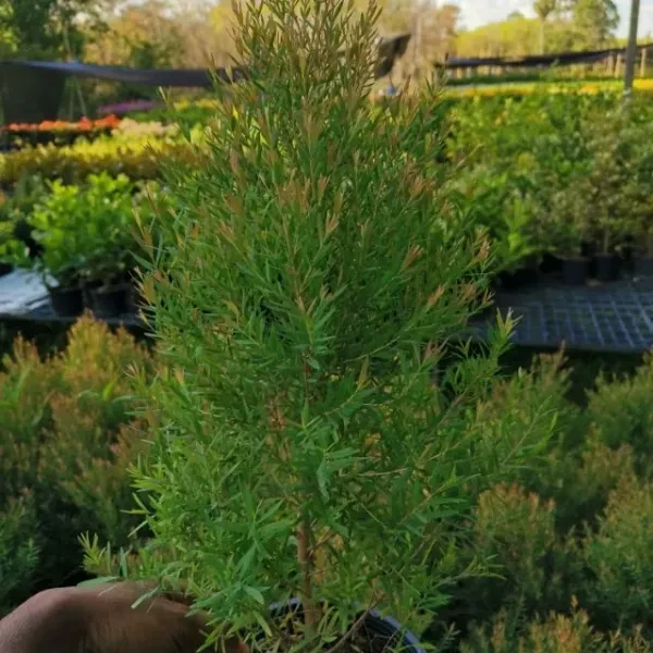 Dewadara Plant - image 4