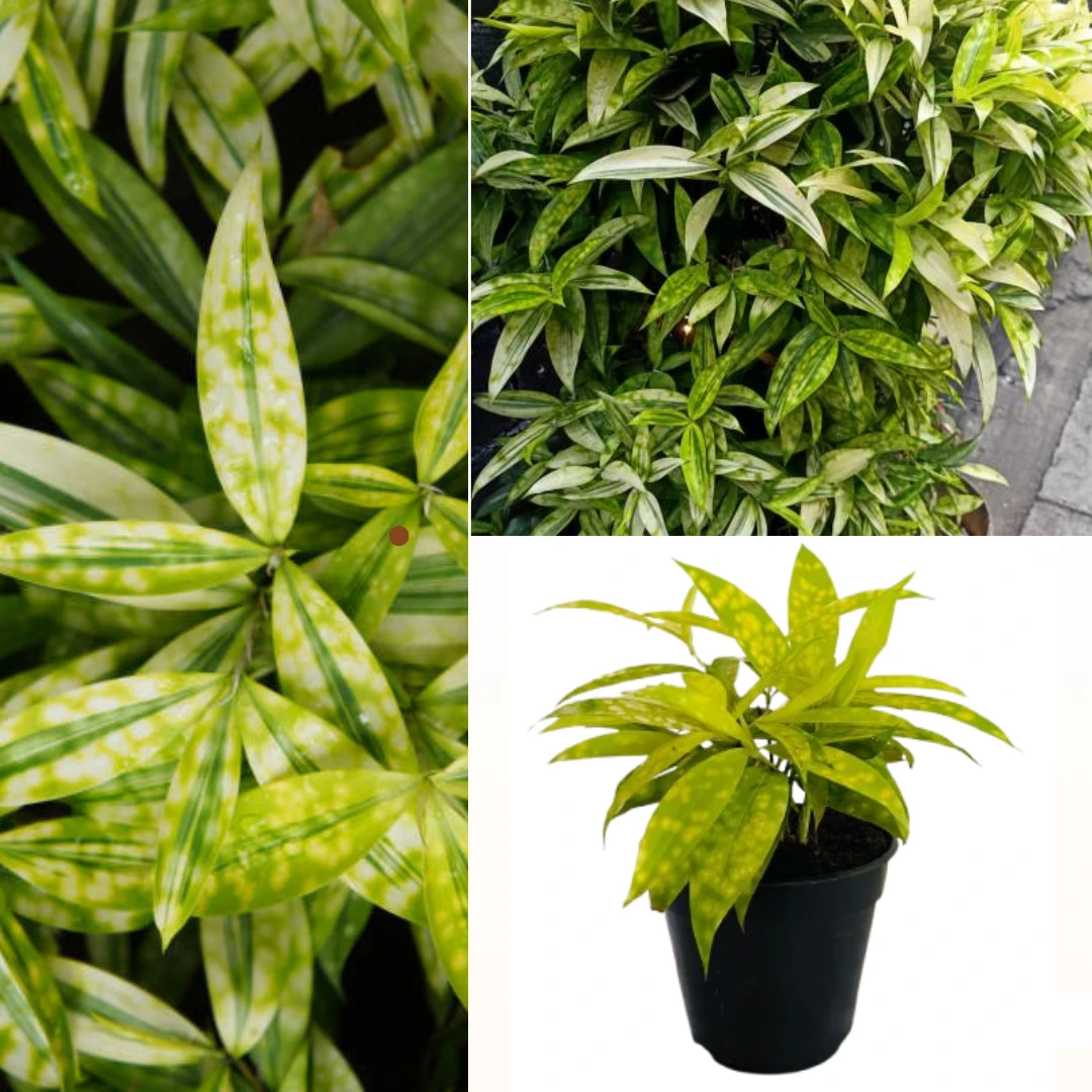 Dracaena Gold Dust Plant