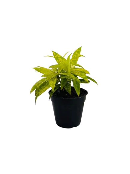 Dracaena Gold Dust Plant - image 2