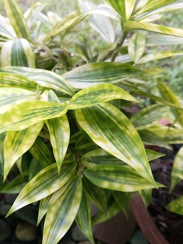 Dracaena Gold Dust Plant - image 3