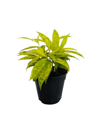 Dracaena Gold Dust Plant - image 4