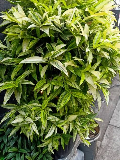 Dracaena Gold Dust Plant - image 5