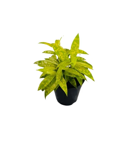 Dracaena Gold Dust Plant - image 6