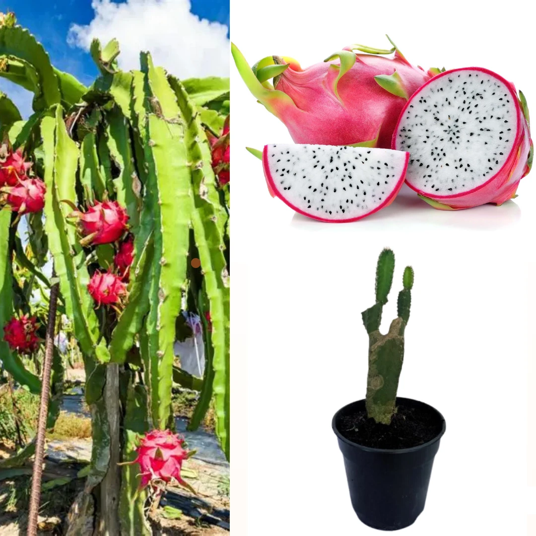 Dragon fruit plant