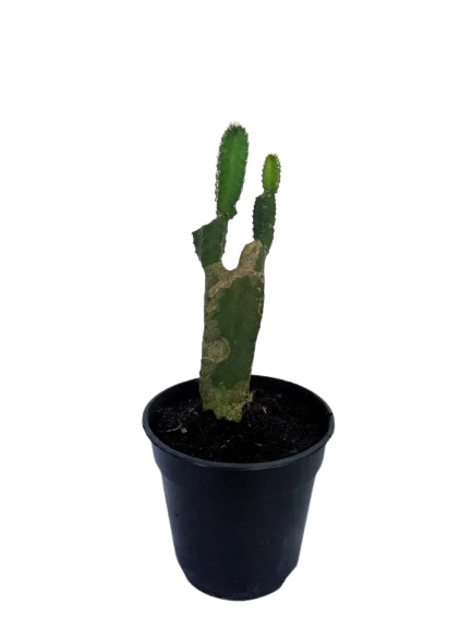 Dragon fruit plant - image 2