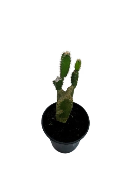 Dragon fruit plant - image 3