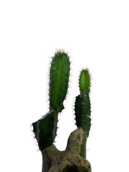 Dragon fruit plant - image 4