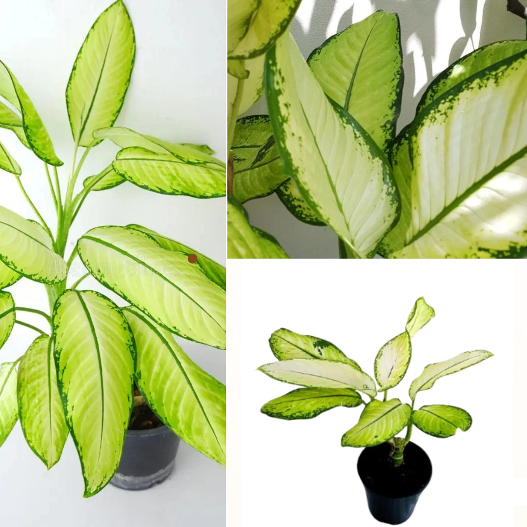 Dumb Cane ( Dieffenbachia ) Varity - image 1