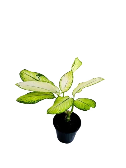 Dumb Cane ( Dieffenbachia ) Varity - image 2